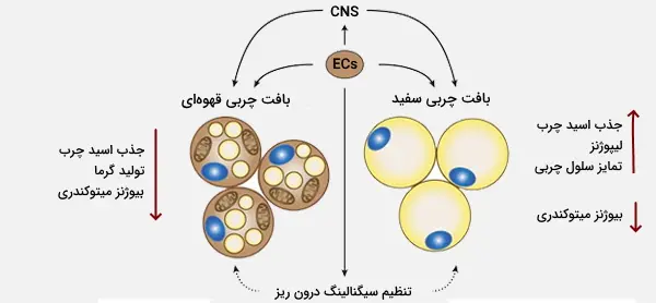 بافت چربی بدن