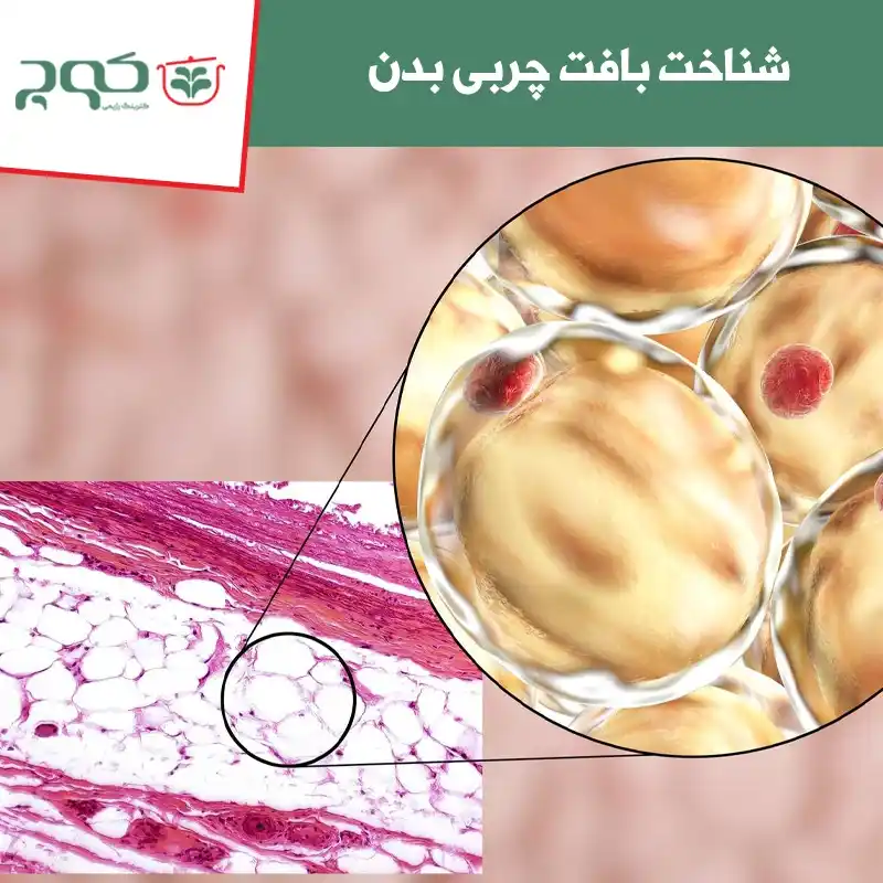 بافت چربی بدن