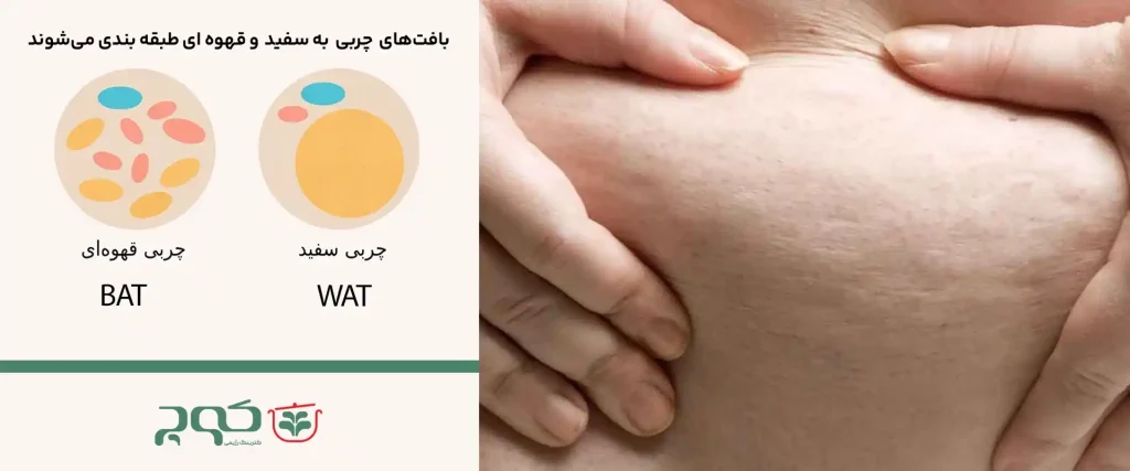 انواع بافت چربی بدن